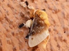 Megalopyge bissesa