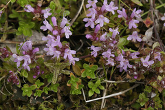 Thymus serpyllum tanaensis