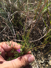 Dalea tenuis
