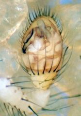 Theridion neomexicanum