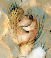 Theridion neomexicanum