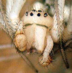 Theridion neomexicanum