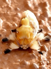 Megalopyge bissesa