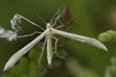 Hellinsia osteodactylus