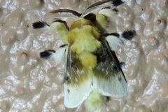 Megalopyge bissesa
