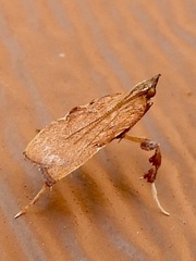 Galasa nigripunctalis
