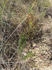 Dalea tenuis