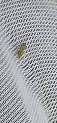 Cicadellidae