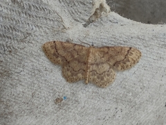 Idaea subsaturata