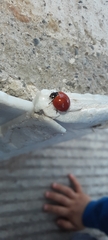 Cycloneda sanguinea