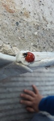 Cycloneda sanguinea