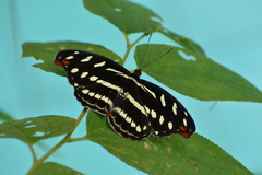 Catonephele acontius caeruleus