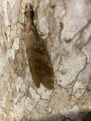 Corydalus flavicornis