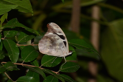 Catonephele acontius caeruleus