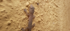 Hemidactylus frenatus