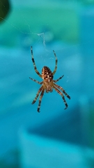 Araneus diadematus