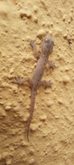 Hemidactylus frenatus