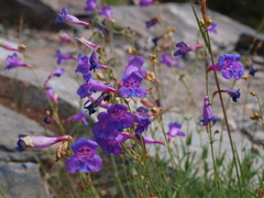 Penstemon azureus