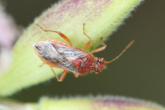 Rhopalus parumpunctatus