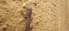 Hemidactylus frenatus