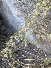 Emmenanthe penduliflora