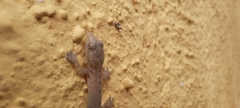 Hemidactylus frenatus