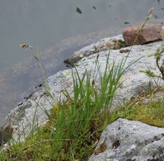 Carex magellanica