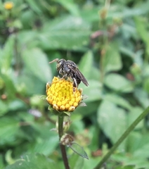 Nannotrigona perilampoides