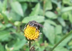 Nannotrigona perilampoides