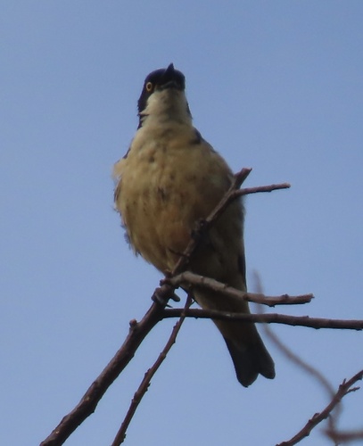 Sharpe's Starling (Pholia sharpii), photo 6