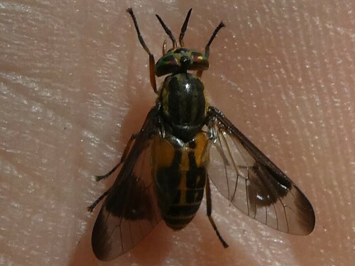Chrysops lateralis photo 5