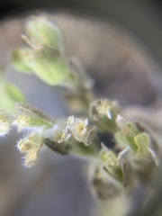 Emmenanthe penduliflora