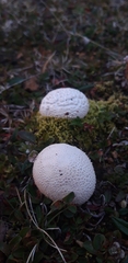 Calvatia cretacea