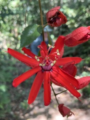 Passiflora tholozanii