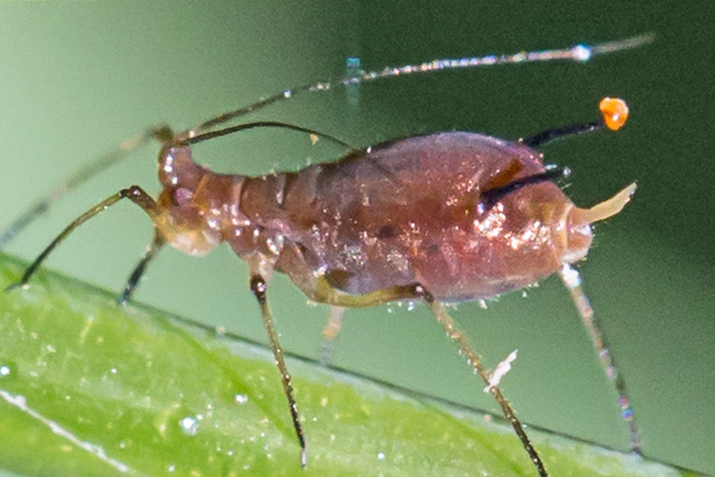 Rufous Jewelweed Aphid