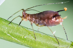 Uroleucon impatiensicolens
