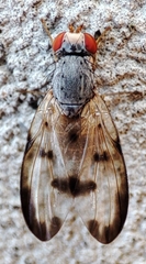 Diptera
