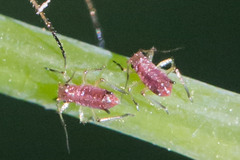 Uroleucon impatiensicolens