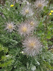 Pulsatilla halleri