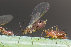 Uroleucon impatiensicolens