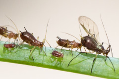 Uroleucon impatiensicolens