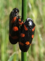 Cercopis intermedia