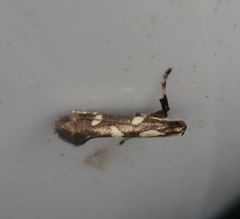 Calybites phasianipennella