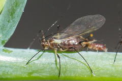 Uroleucon impatiensicolens