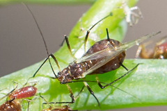 Uroleucon impatiensicolens