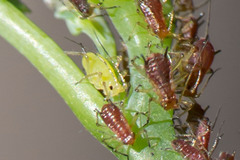 Macrosiphum impatientis