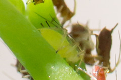 Macrosiphum impatientis