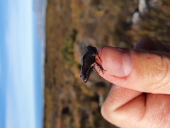 Arthroleptella lightfooti