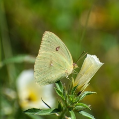 Phoebis sennae sennae