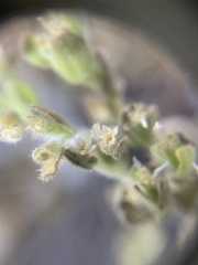 Emmenanthe penduliflora